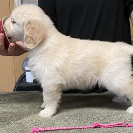 Girl - Golden Golden Retriever puppy in Calhoun, Georgia from Raya Golden Retrievers