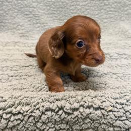 Truffle - Dapple female Dachshund puppy in Pollok, Texas from Magnolia Kennels