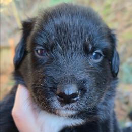 Coco - Black tri-color female Australian Shepherd puppy in Washington from Arbor hill Australian Shepherds