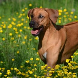 Rhodesian Ridgebacks from The Realm
