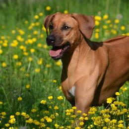 Rhodesian Ridgebacks from The Realm