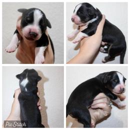 Jade - Black tri-color male Australian Shepherd puppy in Iola, Texas from MK Aussies