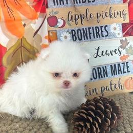 AKC Aaron - teddy bear - White male Pomeranian puppy in Byron, Georgia from Tracys Pom Palace