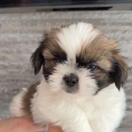 Poobear - Tricolor male Shih Tzu puppy in Azusa, California from RJ Shih Tzu lover