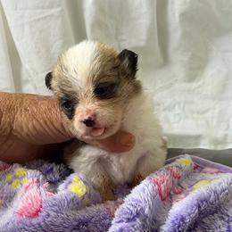 Girl 3 - Red female Pembroke Welsh Corgi puppy in Moulton, Alabama from Reed's Pembroke Corgi Welsh