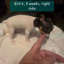 BEE'EM SEA WORKING NINE TO FIVE - White black and tan female Toy Fox Terrier puppy in Conway, South Carolina from Bee'Em Sea Kennel