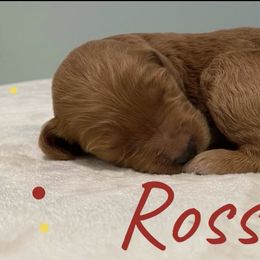 Boy 3 - Goldendoodle puppy in Georgia from Four Gables Doodles