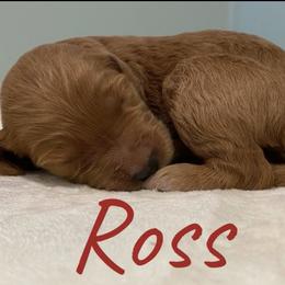 Boy 3 - Goldendoodle puppy in Georgia from Four Gables Doodles