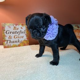 Pug Puppies from Manistee Farms