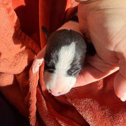 Girl 4 - White and black female Whippet puppy in Canton, Georgia from Ahava Kennels