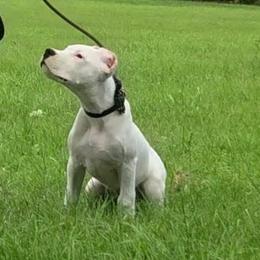 Boy 3 - White male Dogo Argentino puppy in Morgan Hill, Pennsylvania from De la Fuerza De Dios