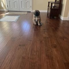 Bouvier des Flandres Puppies from Desert Diamonds Bouviers