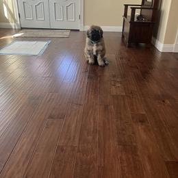 Bouvier des Flandres Puppies from Desert Diamonds Bouviers