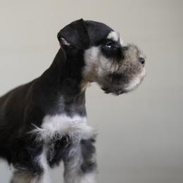 Miniature Schnauzer Puppies from Snowflake Schnauzers