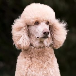 Labradoodles from JS Doodles