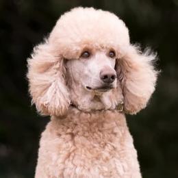 Labradoodles from JS Doodles