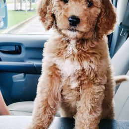 Girl 1 - Goldendoodle puppy in Northport, Alabama from Riverbend Doodles