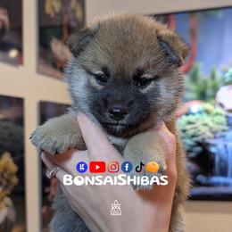 MATCHA - Red female Shiba Inu puppy in Minnesota from BonsaiShibas