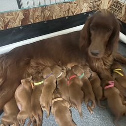 Irish Setter Puppies from Royal Redheads Irish Setters