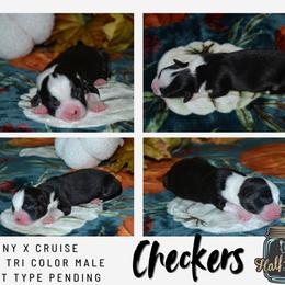 Checkers - Black and tan male Pembroke Welsh Corgi puppy in Poteau, Oklahoma from Half-Pint Corgis