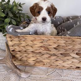 Boy 1 - male Goldendoodle puppy in Lehi, Utah from Riley's Red Doodles