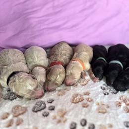 Poodle Puppies from Sarah's Poodles