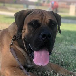 Dax - Boerboel