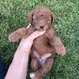 Ant man - Red  male Poodle puppy in Saint George, Utah from Oodles of Poodles