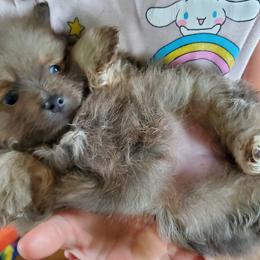 Companion Cross, Pomeranian, and Sheepadoodle Puppies from Fluffy Wonders Poms and Doodles