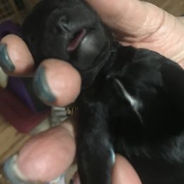 Poodle Puppies from Jm’s Precious Poodles