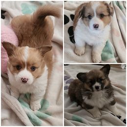 American Corgi puppies from Wigglebutts Ranch Corgis