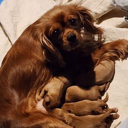 PENNY - Cavalier King Charles Spaniel