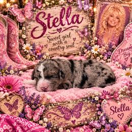 Stella - Blue merle female Aussiedoodle puppy in Lavonia, Georgia from H & A Kennels