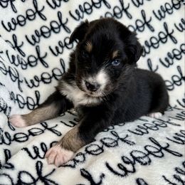 Simon - Black tri-color male Australian Shepherd puppy in Blomkest, Minnesota from Meljestic Farms