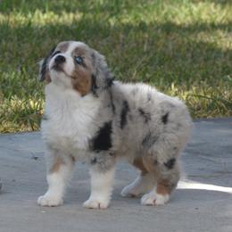 Cody - Blue merle male Miniature American Shepherd puppy in San Benito, Texas from Vaquera's Miniature American Shepherds