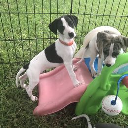 Whippet Puppies from Phoenix Whippets