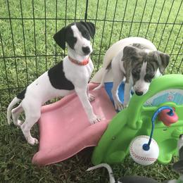 Whippet Puppies from Phoenix Whippets