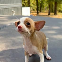 Tiny Misty - Gold and white female Chihuahua puppy in Alvord, Texas from Gift of Gods Favor