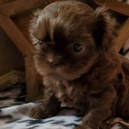 Shih Tzu Puppies from Laurie's shih tzus