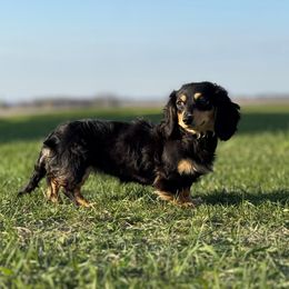 Pearl - Dachshund