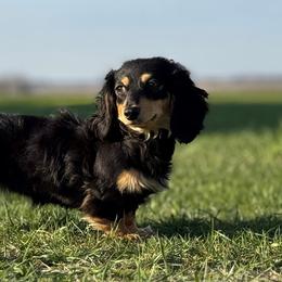 Pearl - Dachshund