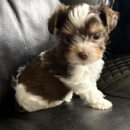 Rafiki AKC - Chocolate, tan and white male Yorkshire Terrier puppy in Labelle, Florida from Chocolate and Parti Yorkies in Florida