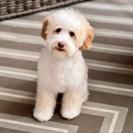 Sugar - Australian Labradoodle