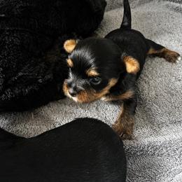 Anna - Black and tan female Yorkshire Terrier puppy in Phil Campbell, Alabama from MagnoliaYorkies