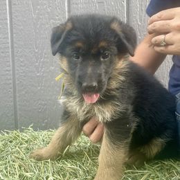 Sage- yellow collar - Black and red female German Shepherd puppy in Ronan, Montana from Semper Fi K9 Montana
