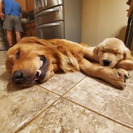 Golden Retriever Puppies from Arkansas River Golden Retrievers
