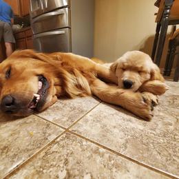 Golden Retriever Puppies from Arkansas River Golden Retrievers