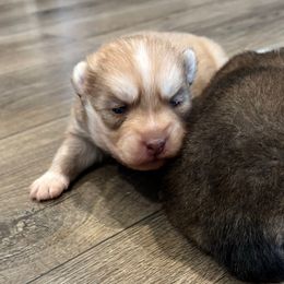 Potato - Red and white male Pomsky puppy in Tonasket, Washington from Washington Pomskies