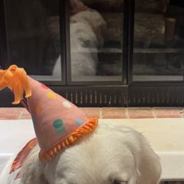 Nala - Golden Retriever