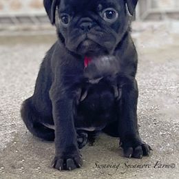 Pug and Shih Tzu Puppies from Swaying Sycamore Farm